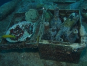 Chuuk Under Water